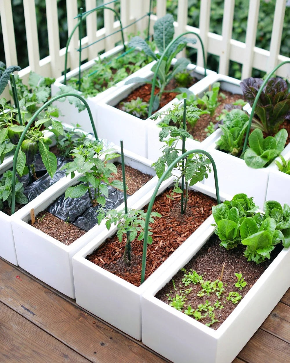 3 Ways to Grow Produce in a Small Home (4/25/2023)