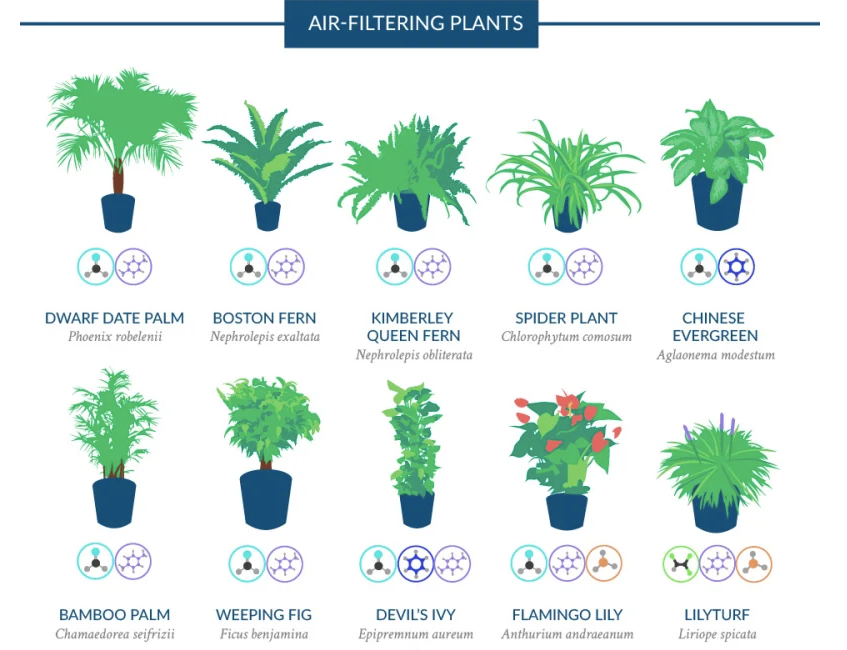 4 Plants that Improve Indoor Air Quality (11/12/2019)