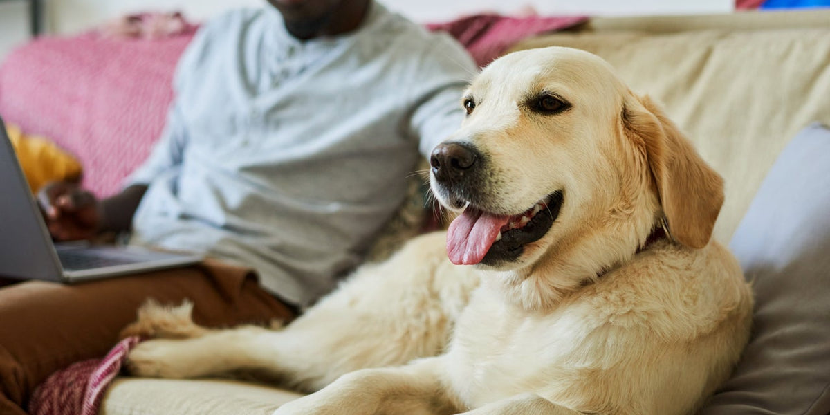 Tips on Sustainable Pet Ownership Part 2 (4/11/2023) Sabai Design